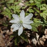 Смотреть изображение Anemone amurensis