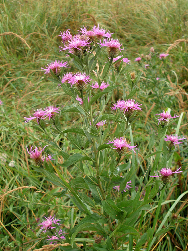 Image of Centaurea salicifolia specimen.