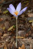View full-size image Crocus speciosus