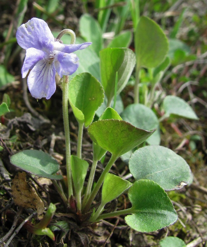 Image of Viola rupestris specimen.