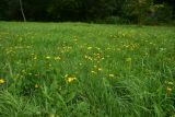 View full-size image Scorzoneroides autumnalis