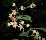 Rubus odoratus