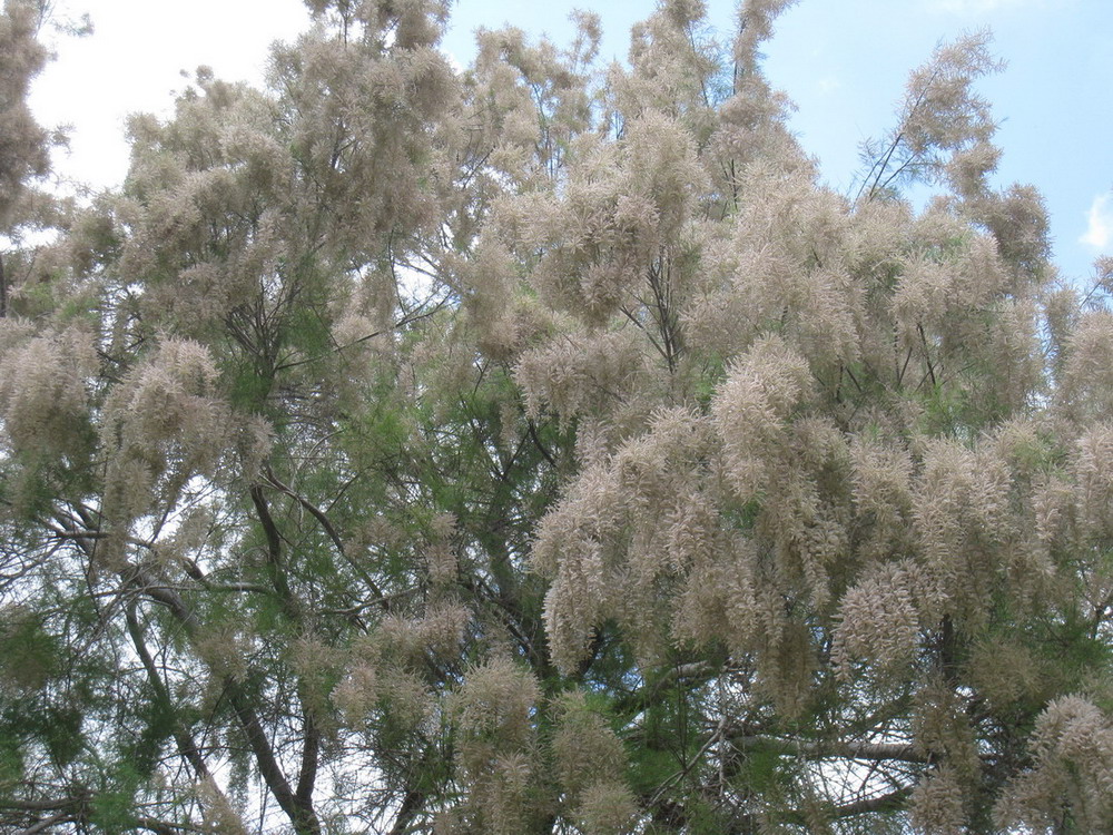 Image of genus Tamarix specimen.