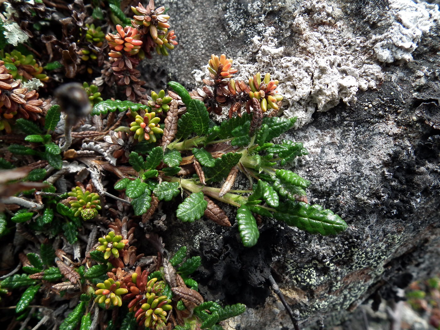 Изображение особи Dryas octopetala ssp. subincisa.