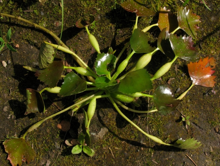 Image of Trapa sibirica specimen.