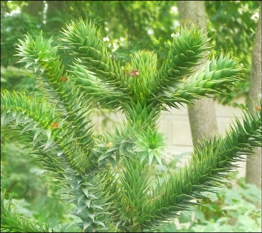 Image of Araucaria araucana specimen.