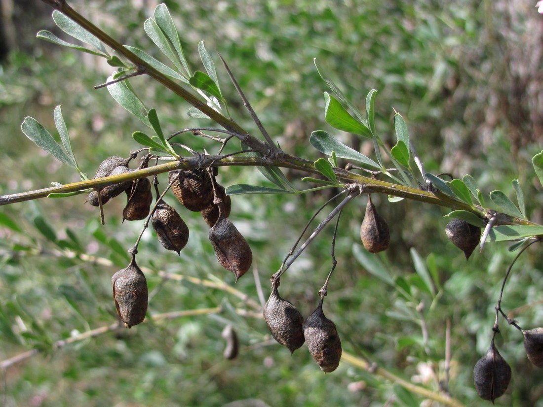 Изображение особи Halimodendron halodendron.