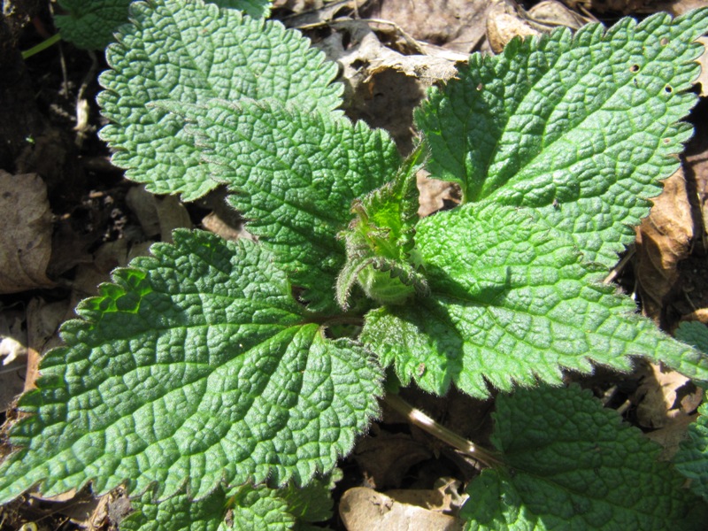 Image of Lamium album specimen.