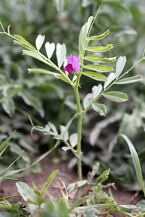 Изображение особи Vicia sativa.