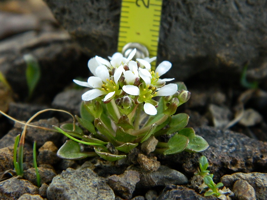 Image of genus Cochlearia specimen.