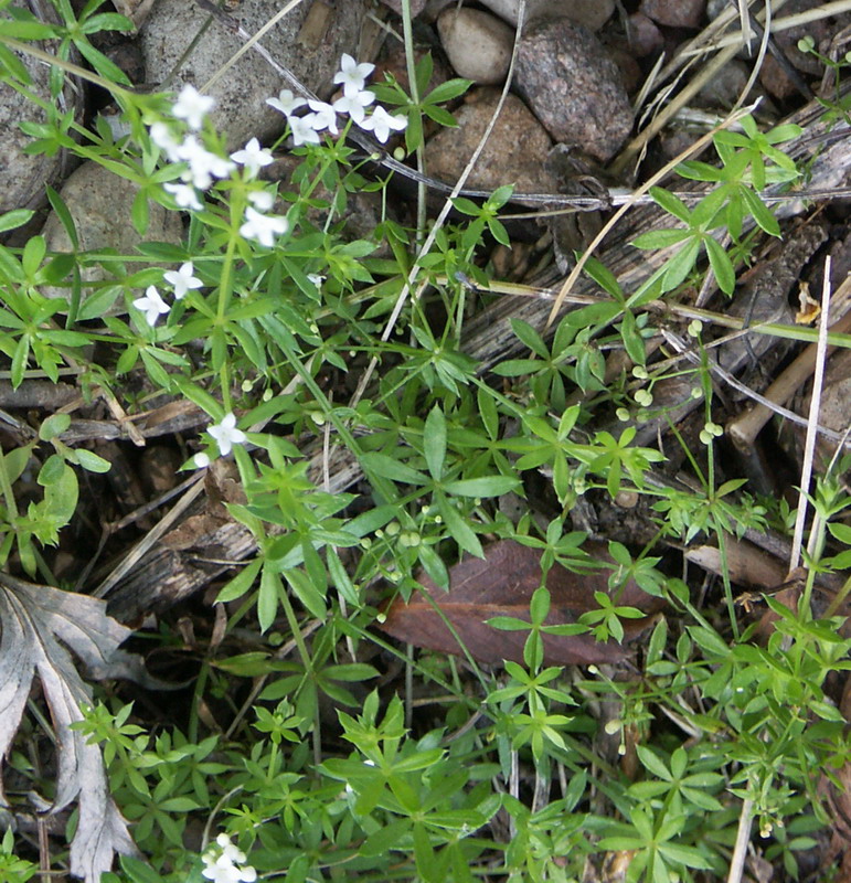 Image of Galium uliginosum specimen.