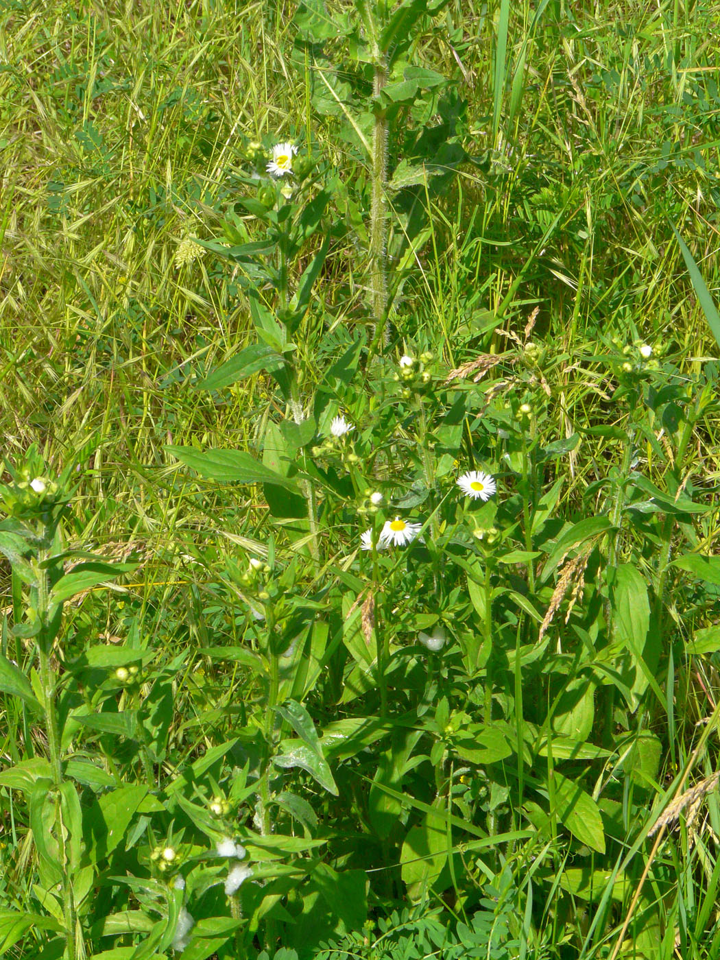 Image of Erigeron annuus ssp. lilacinus specimen.