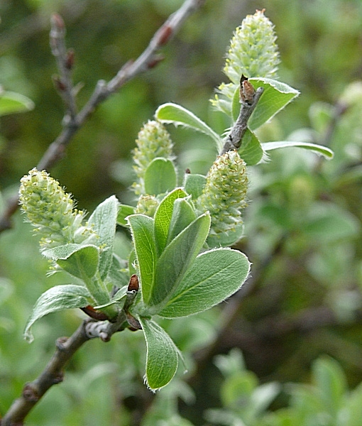 Image of Salix glauca specimen.