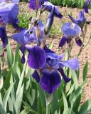 Iris macrantha