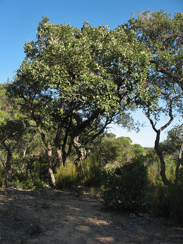 Image of Quercus suber specimen.