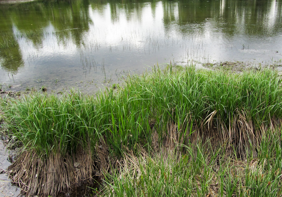 Изображение особи Carex acuta.