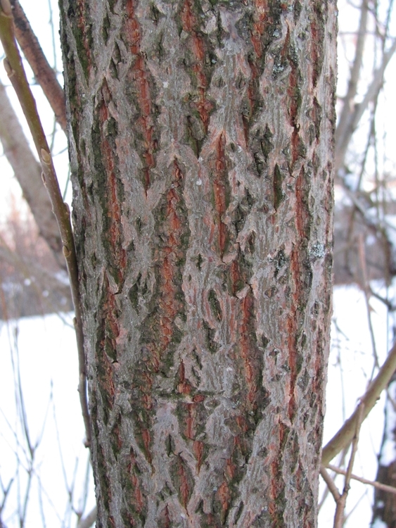 Image of Salix &times; fragilis specimen.