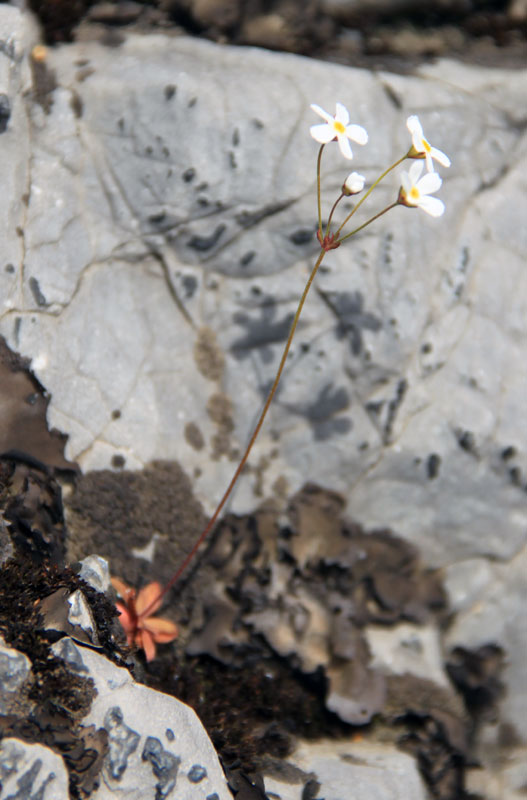 Image of Androsace lactiflora specimen.