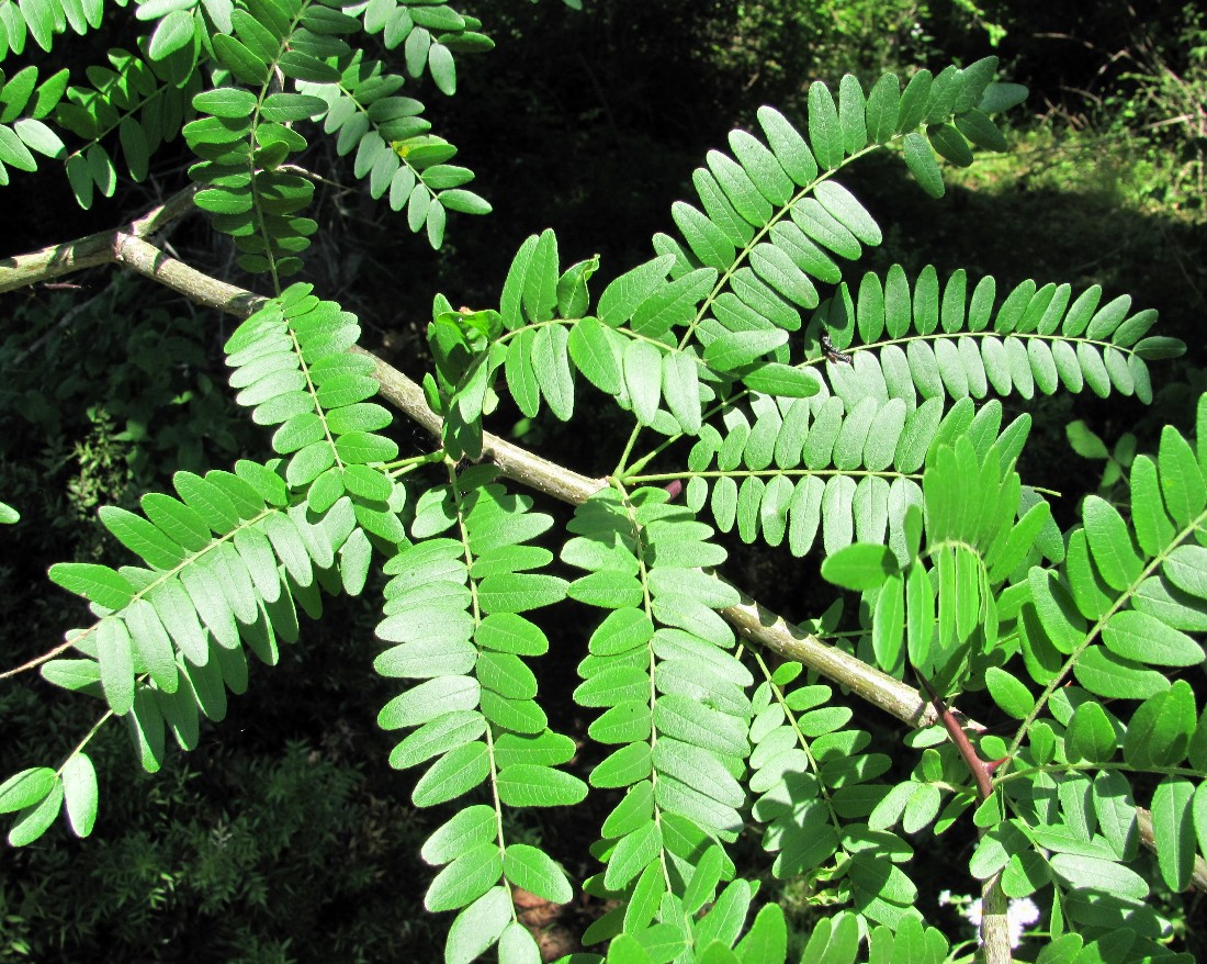 Image of Gleditsia triacanthos specimen.