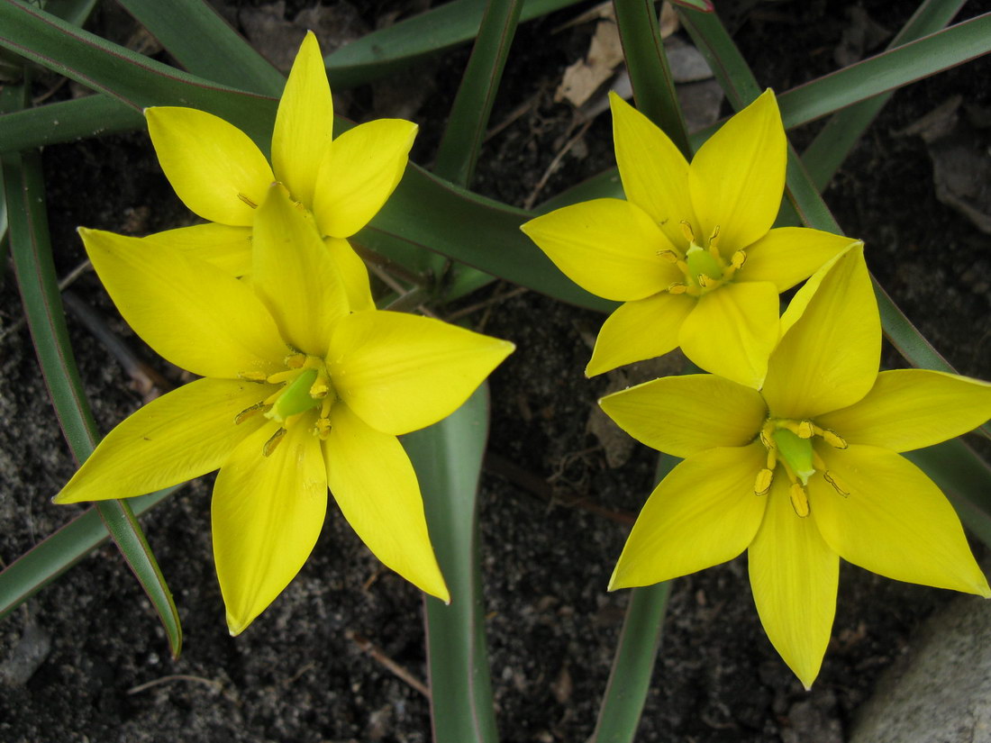 Изображение особи Tulipa urumiensis.