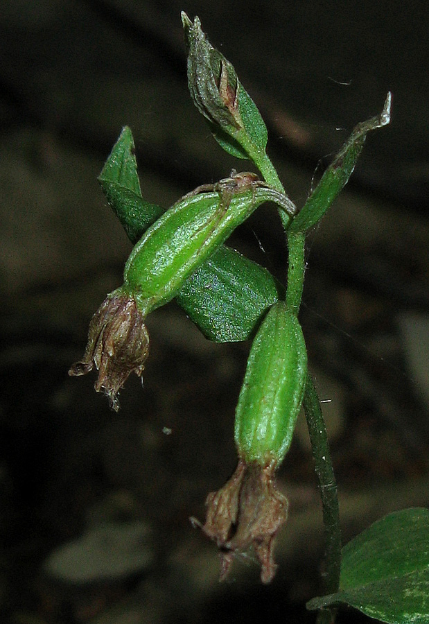 Image of Epipactis persica specimen.