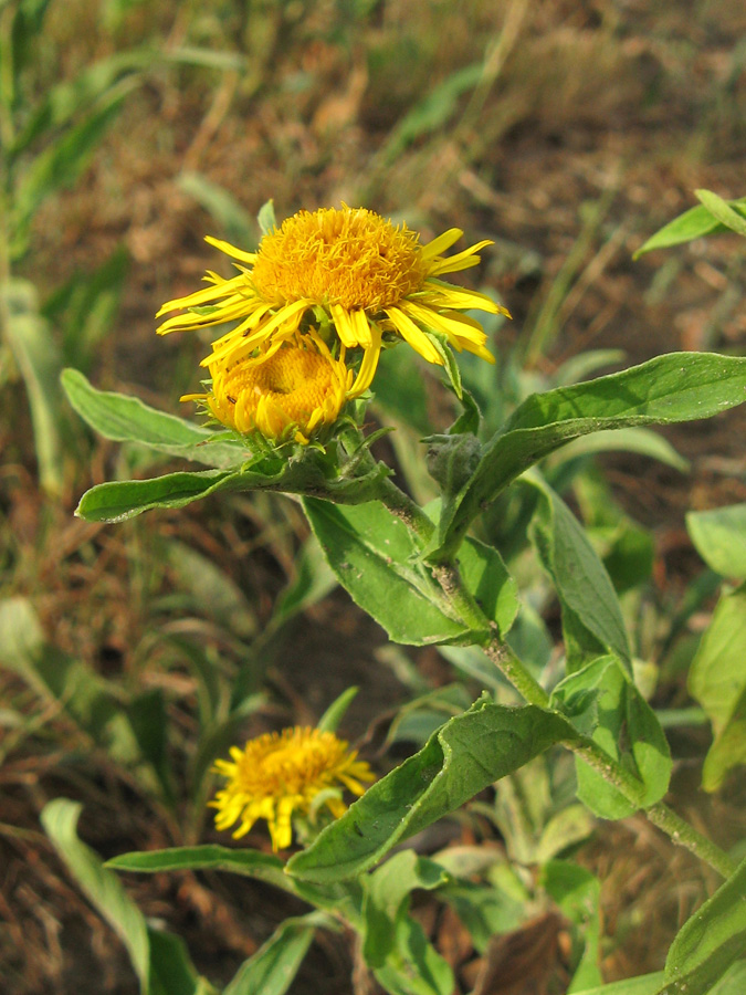 Image of Inula britannica specimen.