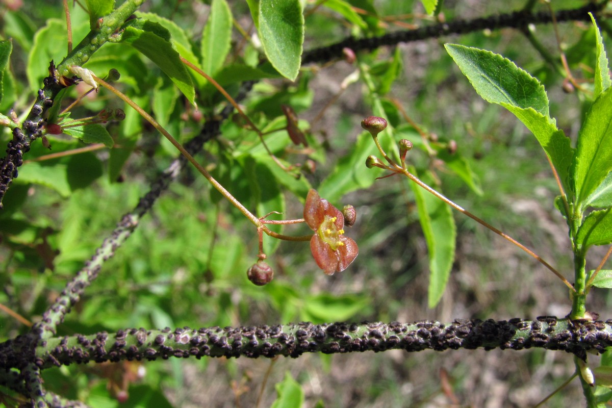 Image of Euonymus verrucosus specimen.