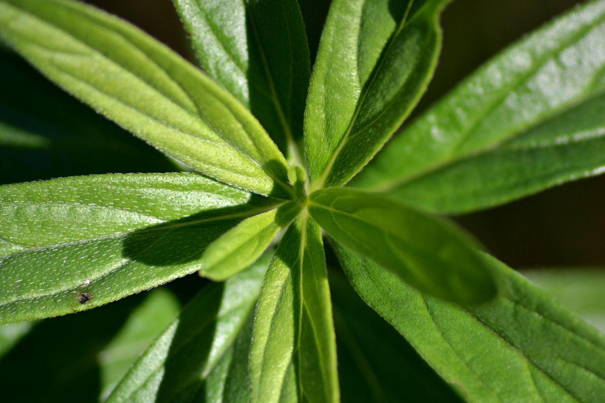 Image of Lithospermum officinale specimen.