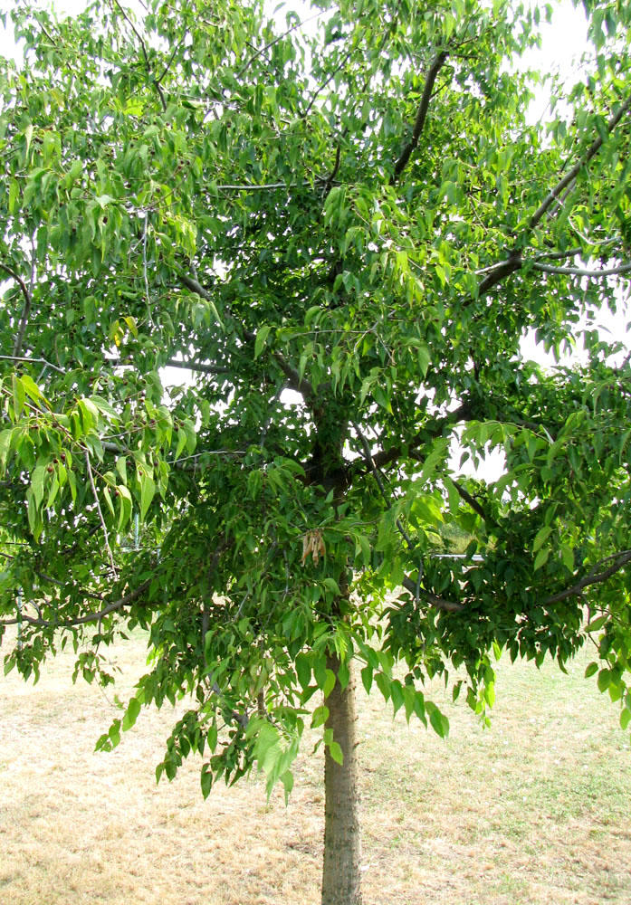 Image of Celtis australis specimen.