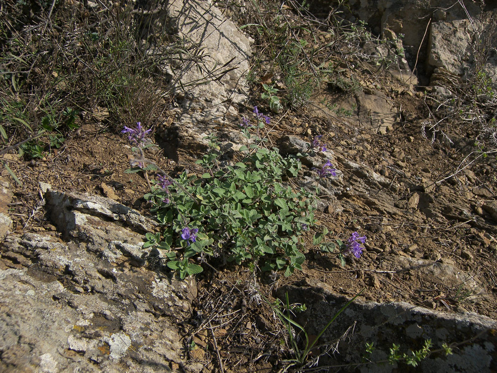 Изображение особи Nepeta mussinii.