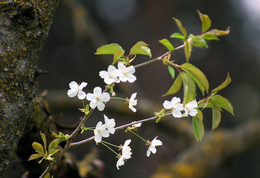 Image of genus Cerasus specimen.