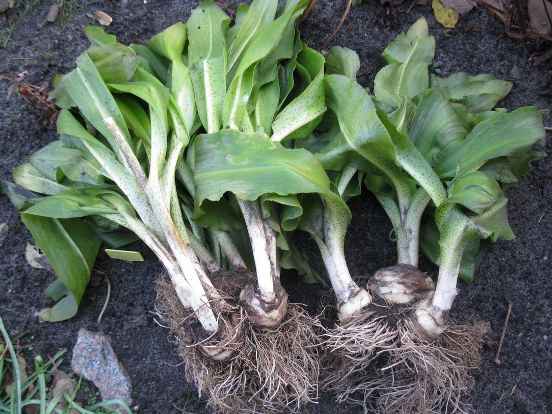 Image of Eucomis bicolor specimen.