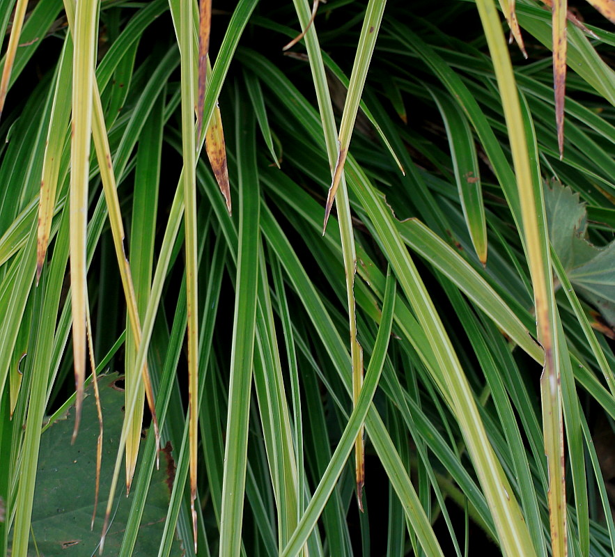 Image of Carex morrowii specimen.