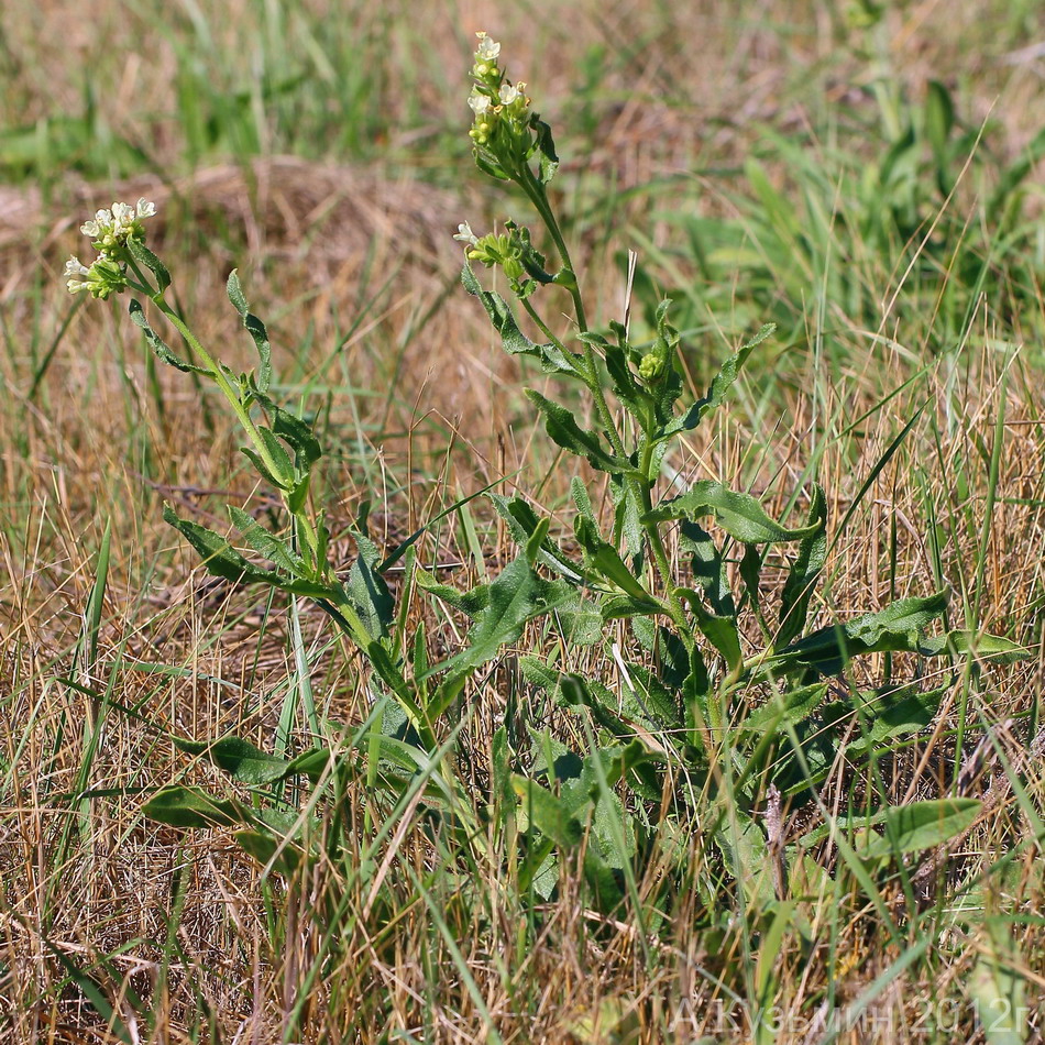 Image of Anchusa ochroleuca specimen.