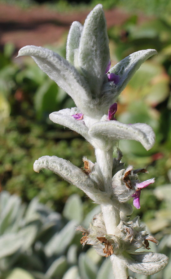 Image of Stachys byzantina specimen.