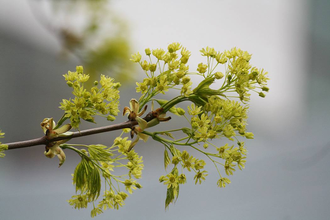 Изображение особи Acer platanoides.