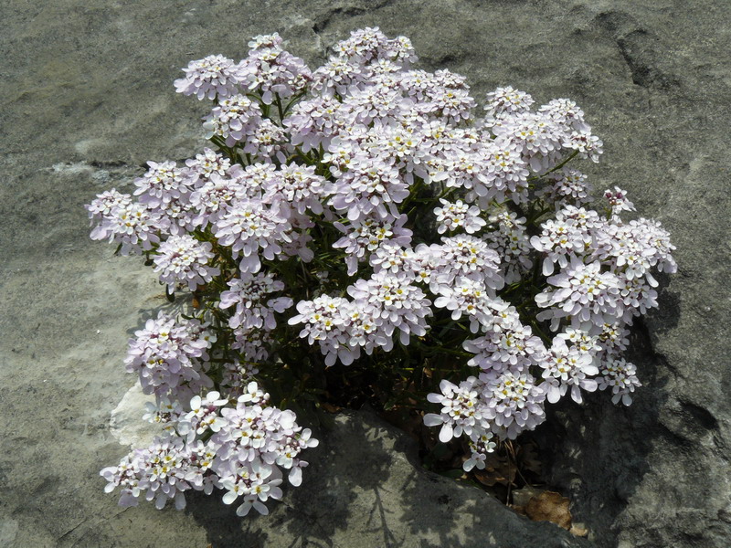 Image of Iberis simplex specimen.