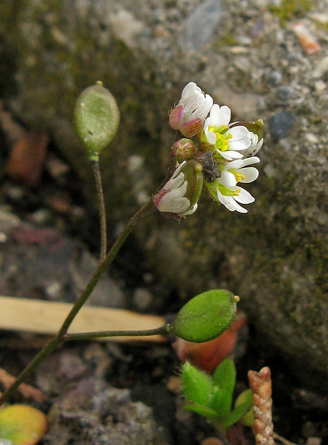 Image of Erophila praecox specimen.