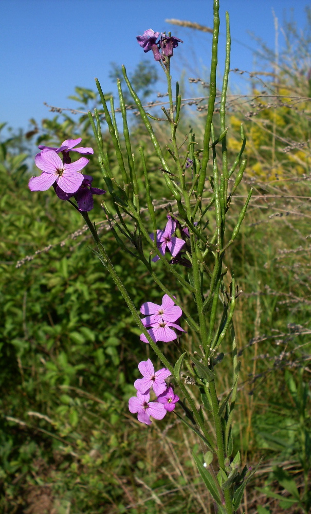 Image of genus Hesperis specimen.