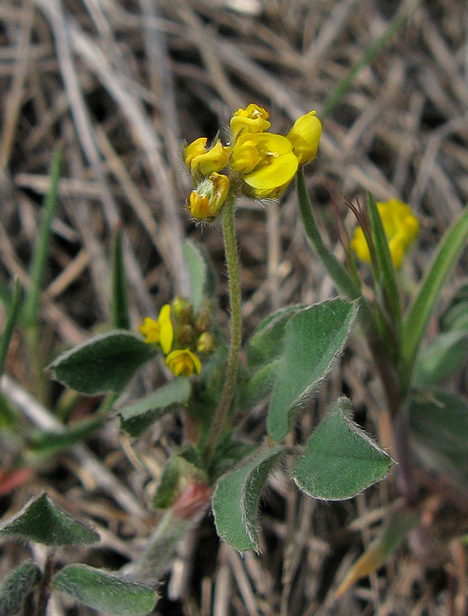 Image of Medicago minima specimen.