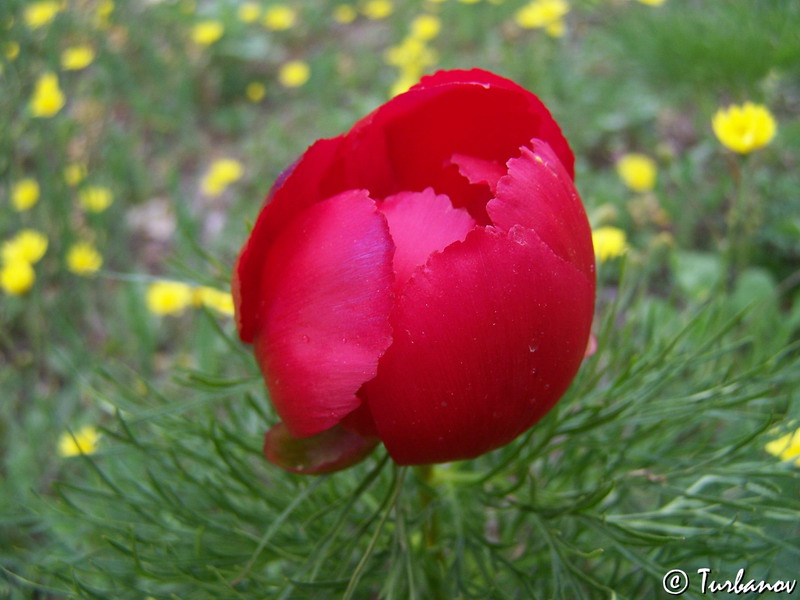 Image of Paeonia tenuifolia specimen.