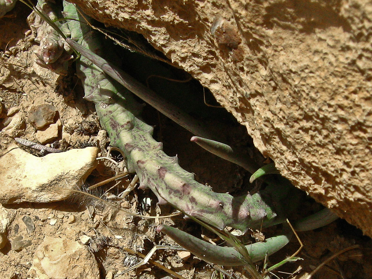 Image of Caralluma europaea specimen.