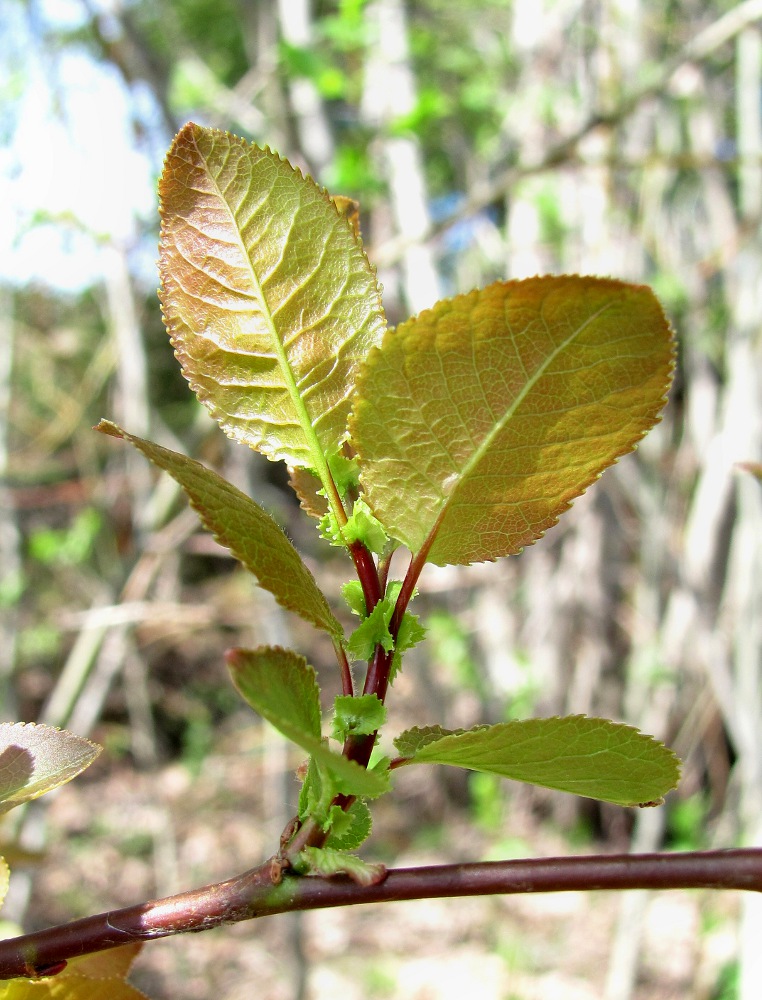 Image of Salix pyrolifolia specimen.