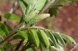 Amorpha fruticosa