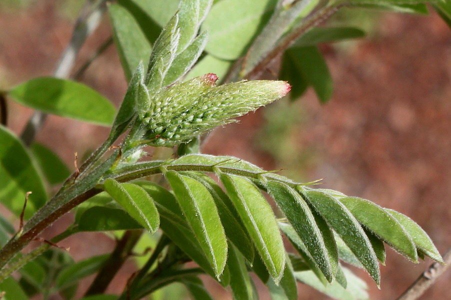 Изображение особи Amorpha fruticosa.