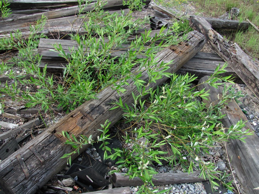 Image of Salix phylicifolia specimen.