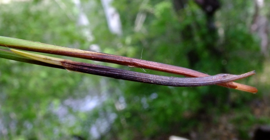 Изображение особи Carex lancibracteata.