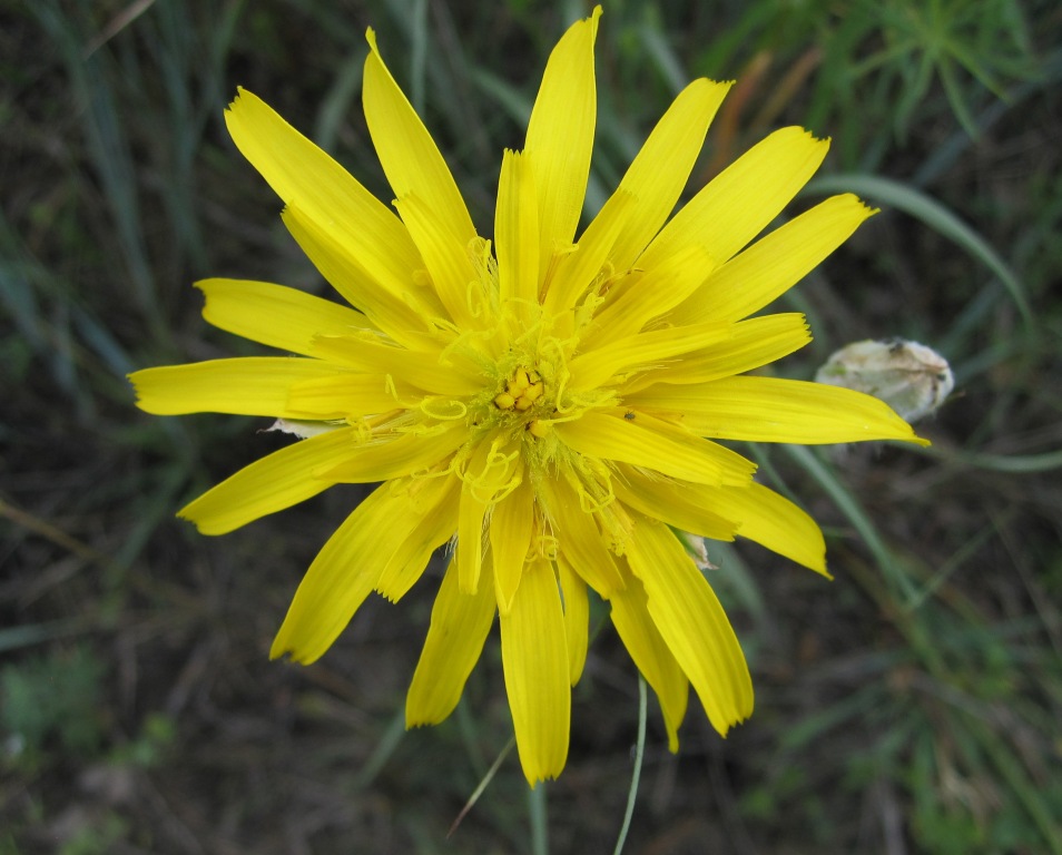 Image of Scorzonera ensifolia specimen.