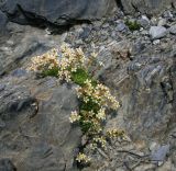 Saxifraga exarata