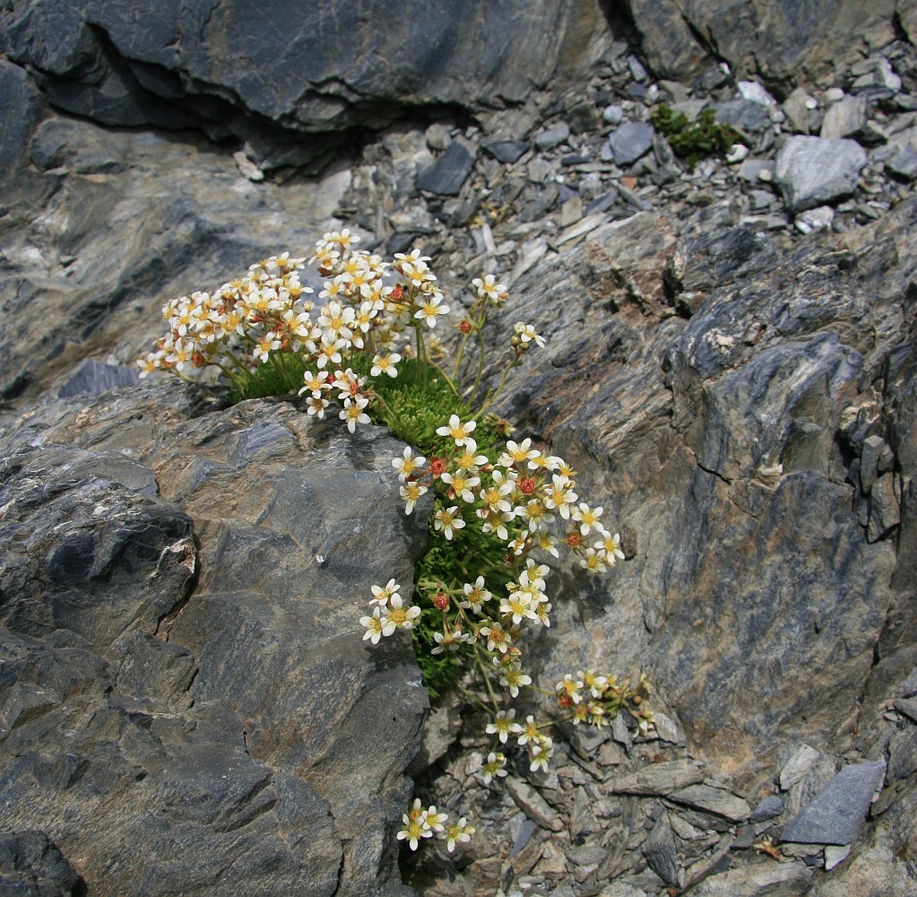 Image of Saxifraga exarata specimen.